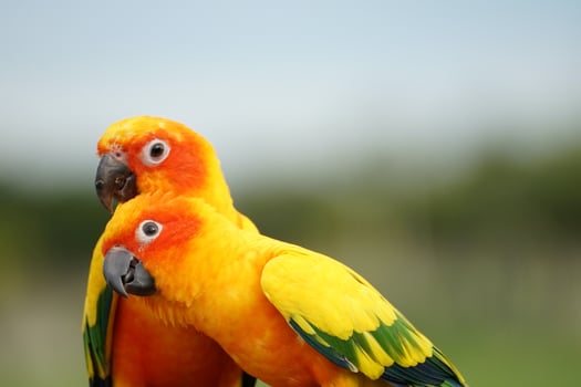 2 Sun conure or bird couple Beautiful, parrot looking at the camera, has yellow on blur green background Aratinga solstitialis exotic pet adorable, native to amazon photo