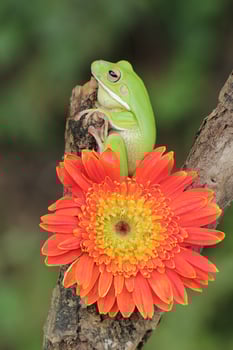 Macro Stage of Frog and Orange Flower photo