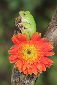 Macro Stage of Frog and Orange Flower photo