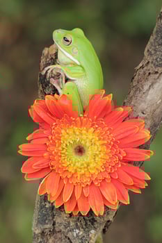 Macro Stage of Frog and Orange Flower photo