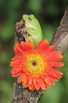 Macro Stage of Frog and Orange Flower photo