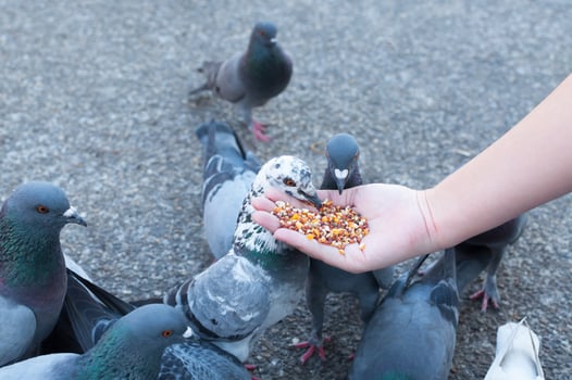 Pigeon eating from woman hand on the park,feeding pigeons in the park at the day time photo