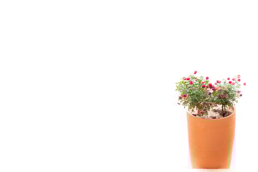 Flower red roses in clay pot on a white background photo
