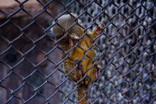 Selective focus of pygmy marmoset dangling in its cage. photo