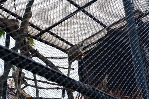 Selective focus of the pug-nose golden ape dangling in his cage. photo