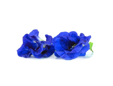 pair of butterfly pea flower photo