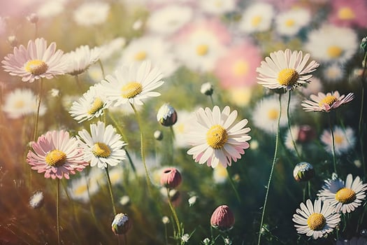 Meadow with lots of white and pink spring daisy flowers in sunny day photo