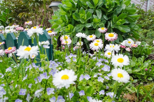 Flowers grow near a small fence in the open photo