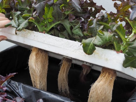 The roots of hydroponic vegetables are completely safe. photo