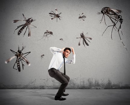 Mosquitoes bug attack photo