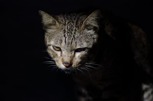 Fierce cat in black background photo