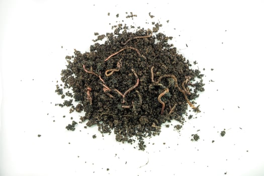 earth worm on pile ground in natural environment photo