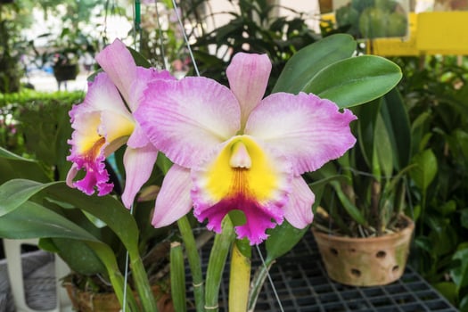 poted orchids flower in market place photo