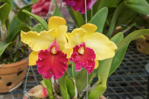 red and yellow cattleya orchid flower photo