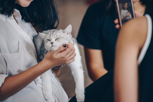 Girls playing and holding cat in her hug. photo
