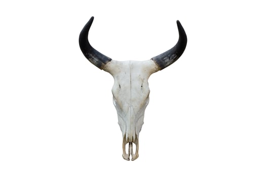19 White bison skull with black horns isolated on a transparent background photo