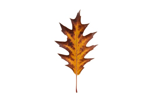 850 Brown dried leaf isolated on a transparent background photo