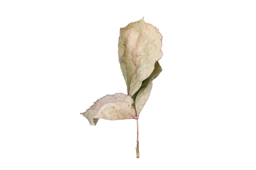 958 Dried leaves tree isolated on a transparent background photo
