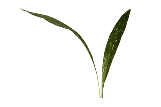 1860 Green leaves isolated on a transparent background photo