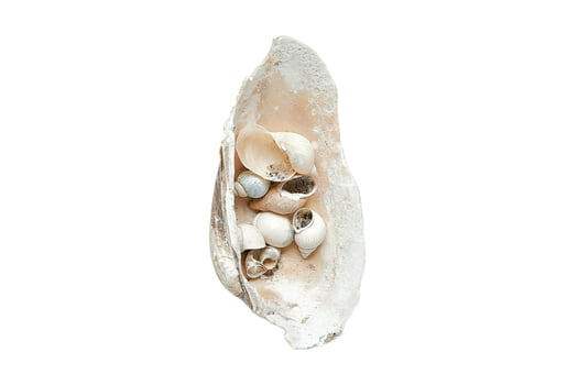 1808 Beige decor shells isolated on a transparent background photo