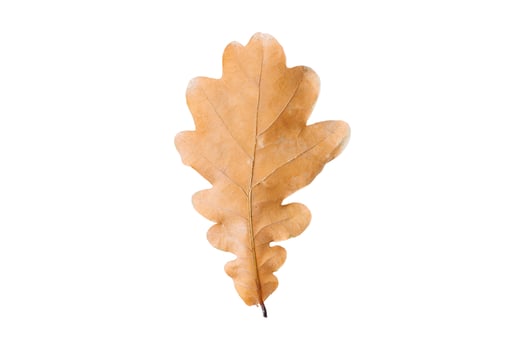 3780 Dried leaf isolated on a transparent background photo