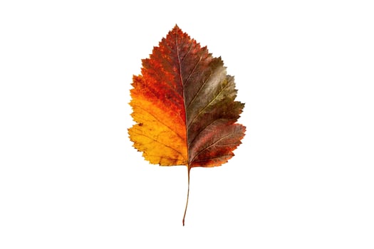 3802 Leaves isolated on a transparent background photo