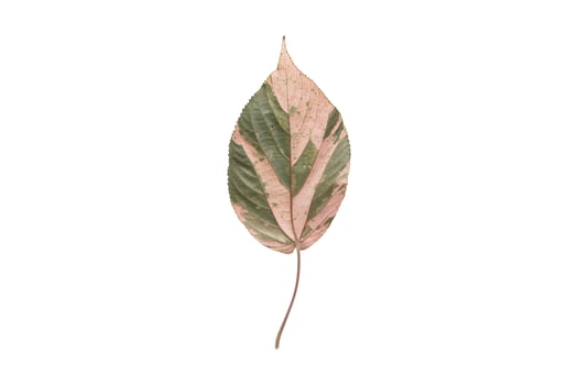 3904 Beige dried leaf isolated on a transparent background photo