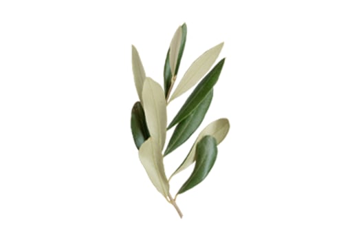 4745 Green leaves isolated on a transparent background photo
