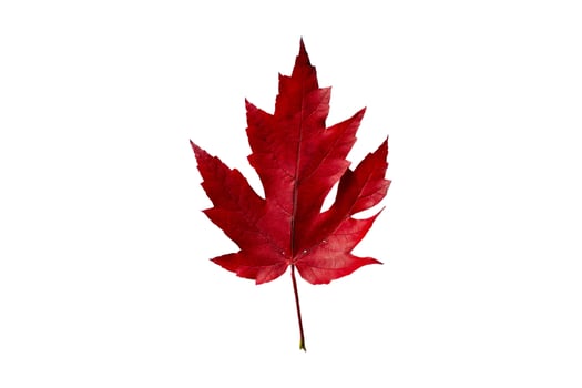 5085 Red leaf isolated on a transparent background photo