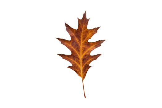 5167 Dried leaf tree isolated on a transparent background photo