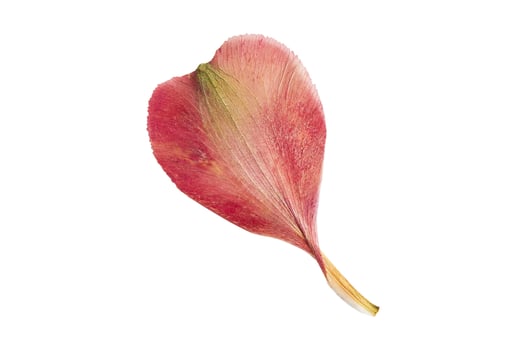 6263 Red petals isolated on a transparent background photo