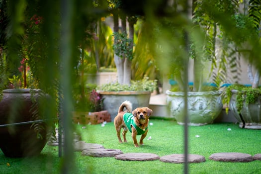 A Pomeranian dog is happily playing in the garden. photo