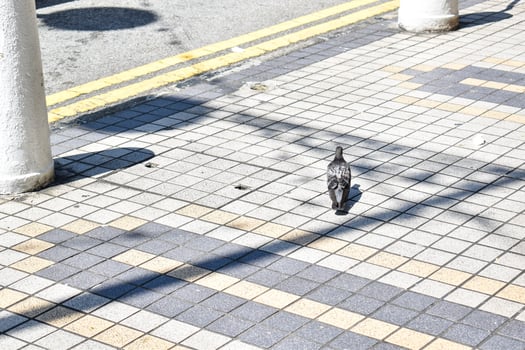 Pigeon on the street photo