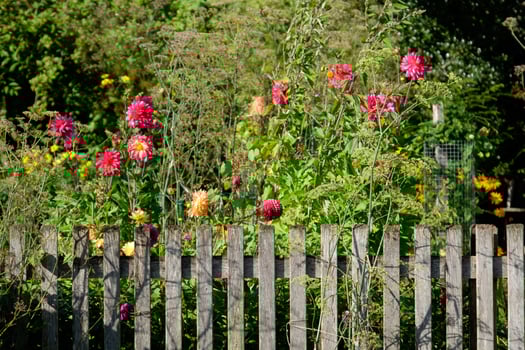 summer time in the garden photo