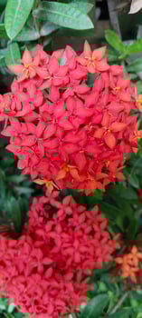 red ashoka flower photo