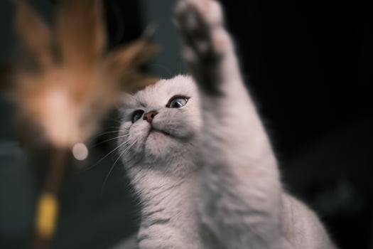 Portrait of white silver point cat playing toys photo
