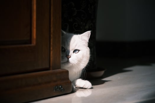 Portrait of white silver point cat lying on floor photo