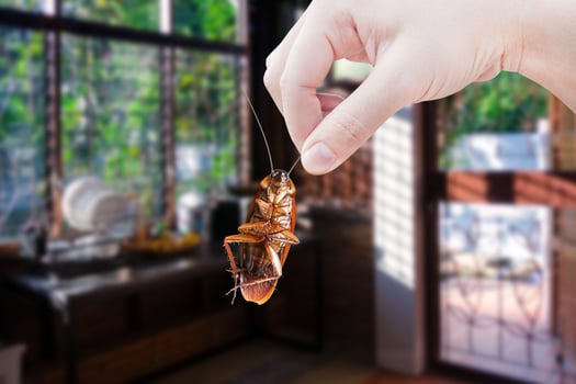 Hand holding cockroach with a kitchen background, eliminate cockroach in kitchen, Cockroaches as carriers of disease photo