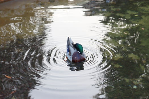 Close up duck swimming on a pond concept photo. Waterfowl habitat. photo