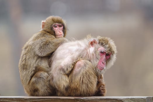 Pair of Japanese macaques photo