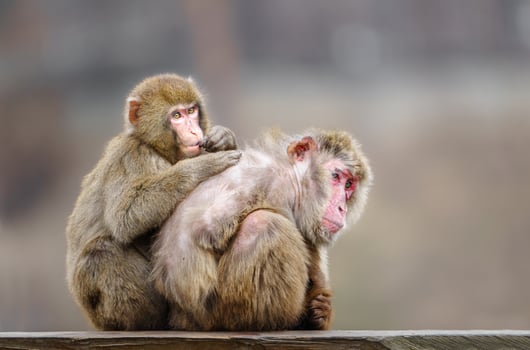 Pair of Japanese macaques photo