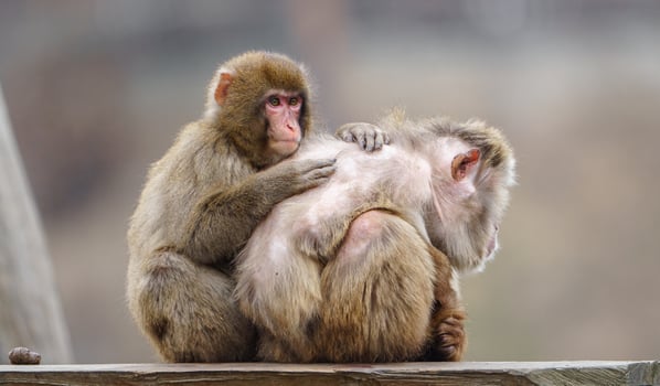 Pair of Japanese macaques photo