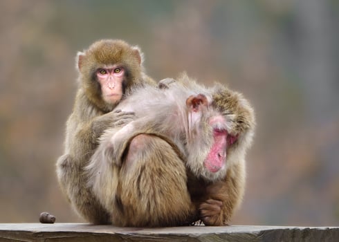 Pair of Japanese macaques photo