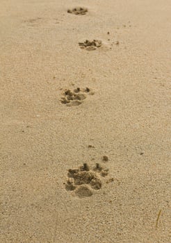 dogs footprints on sand photo