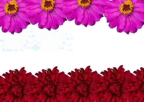 spring flower background photo