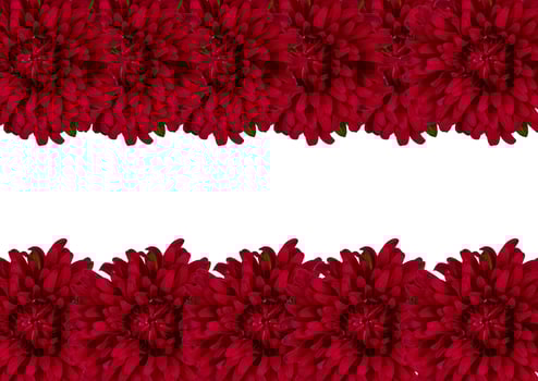 spring flowers background photo