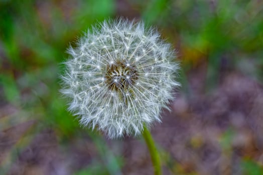 Beautiful wild growing flower seed dandelion on background meadow photo
