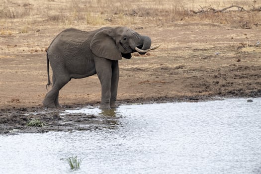 African elephant in the Kruger National Park, South Africa AT THE POND photo