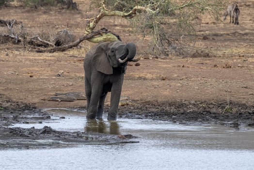 African elephant in the Kruger National Park, South Africa AT THE POND photo