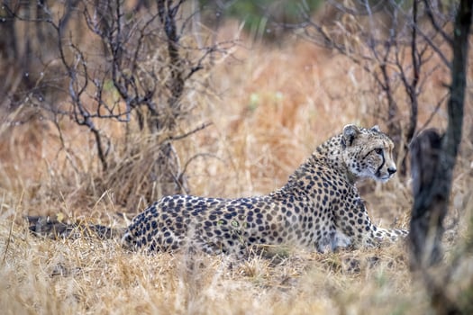 Cheetah in Kruger national Park portrait photo